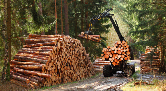 Timber Logs